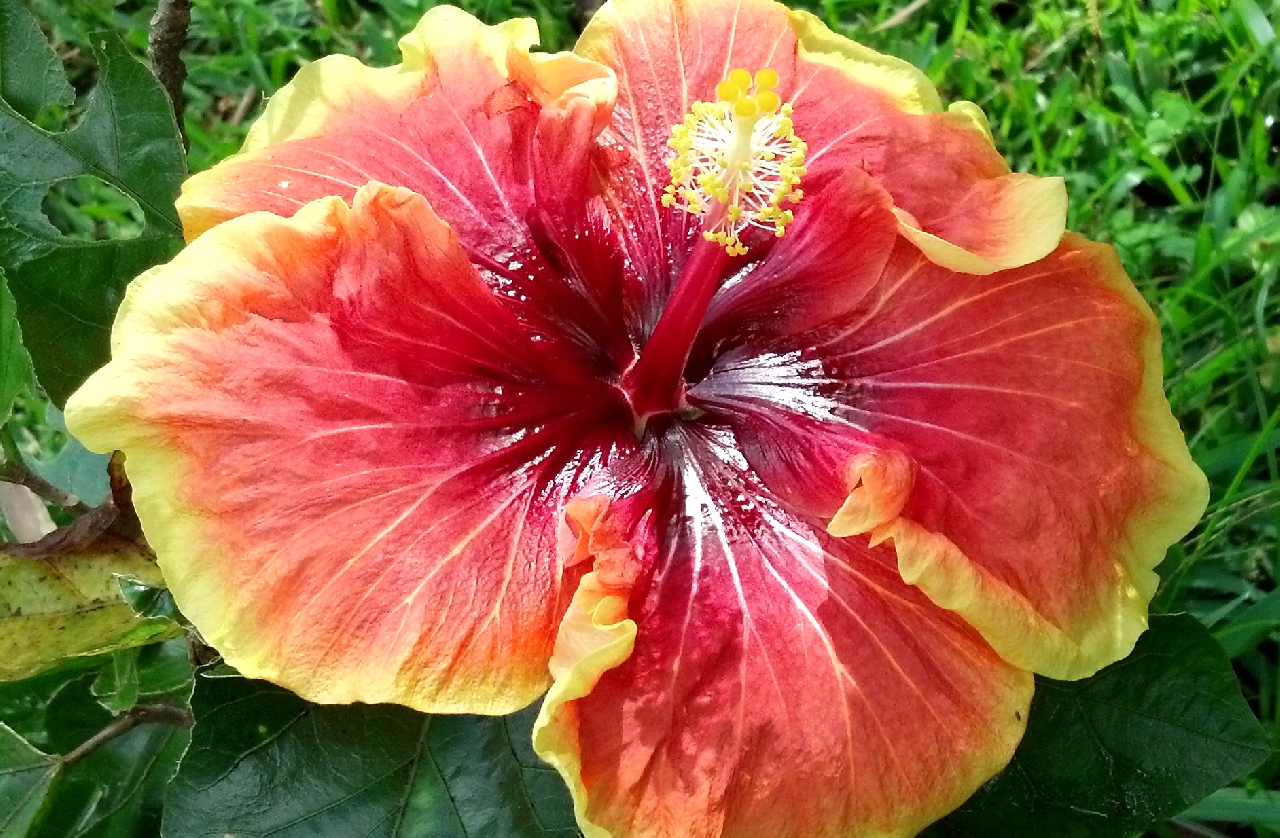 The Flickering Flame Hibiscus Flower
